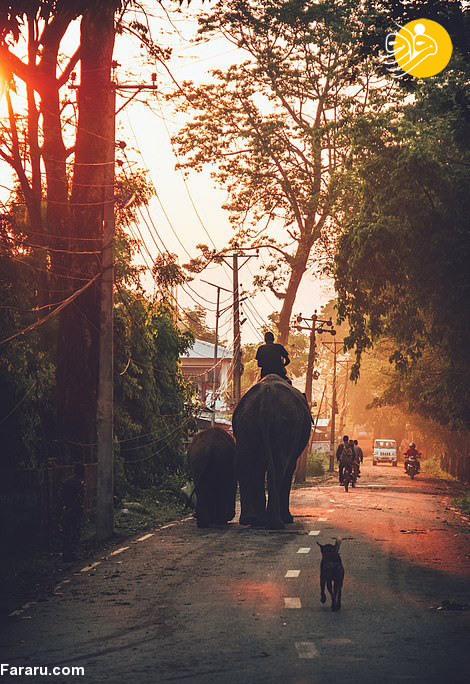 (تصاویر)