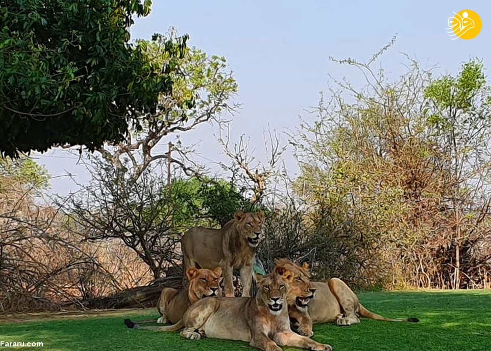 (تصاویر)