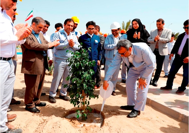 نگهداری و تکثیر گیاه پرطرفدار بنجامین نگهداری و تکثیر گیاه پرطرفدار بنجامین