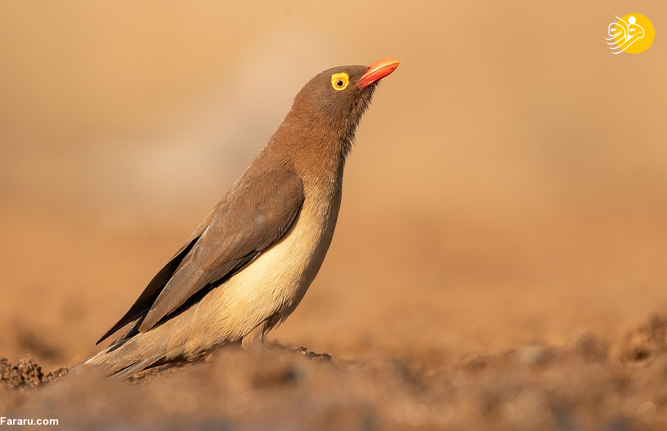 (تصویر)