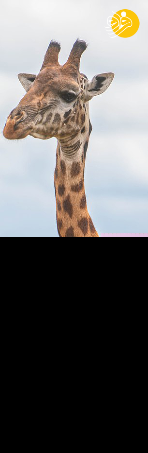 (تصاویر)