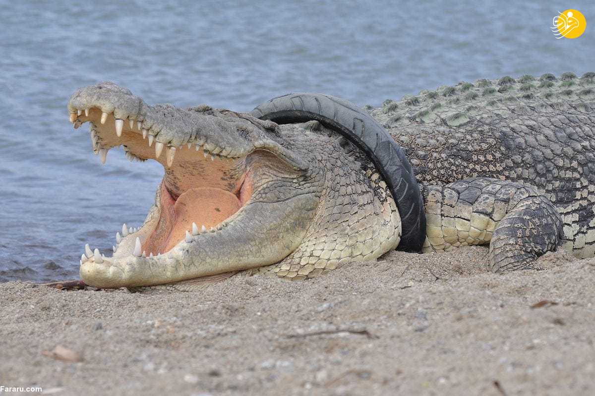 (تصاویر)