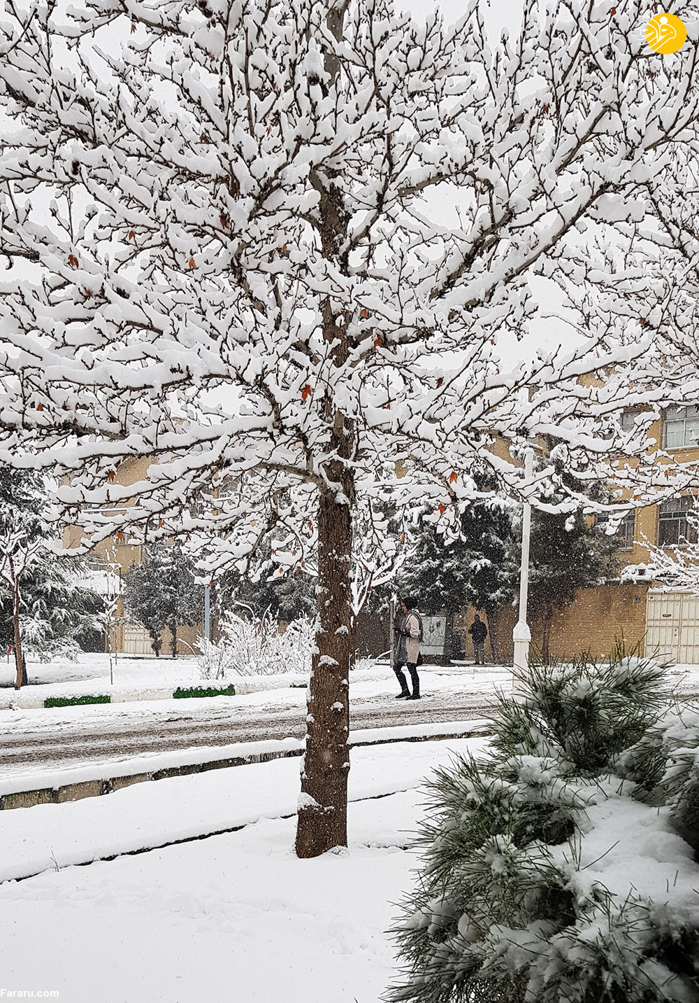 (تصاویر) برف در تهران؛ احتمال تعطیلی مدارس فردا