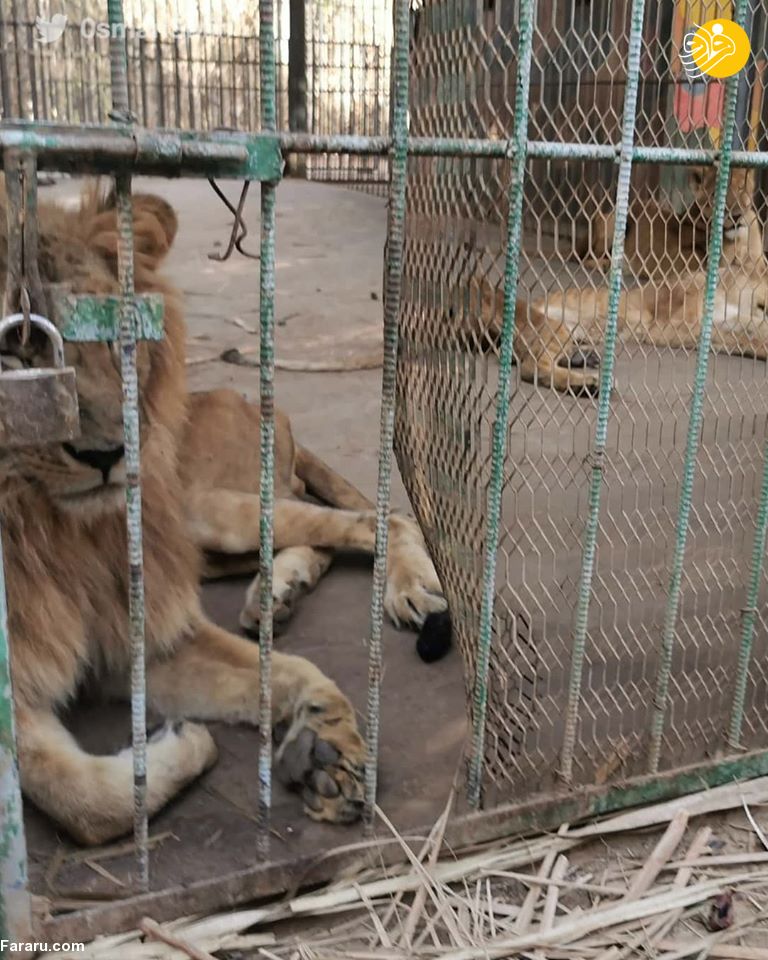 (تصاویر)