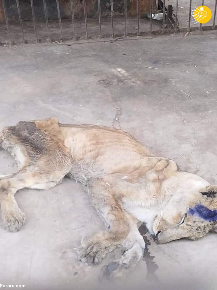 (تصاویر)