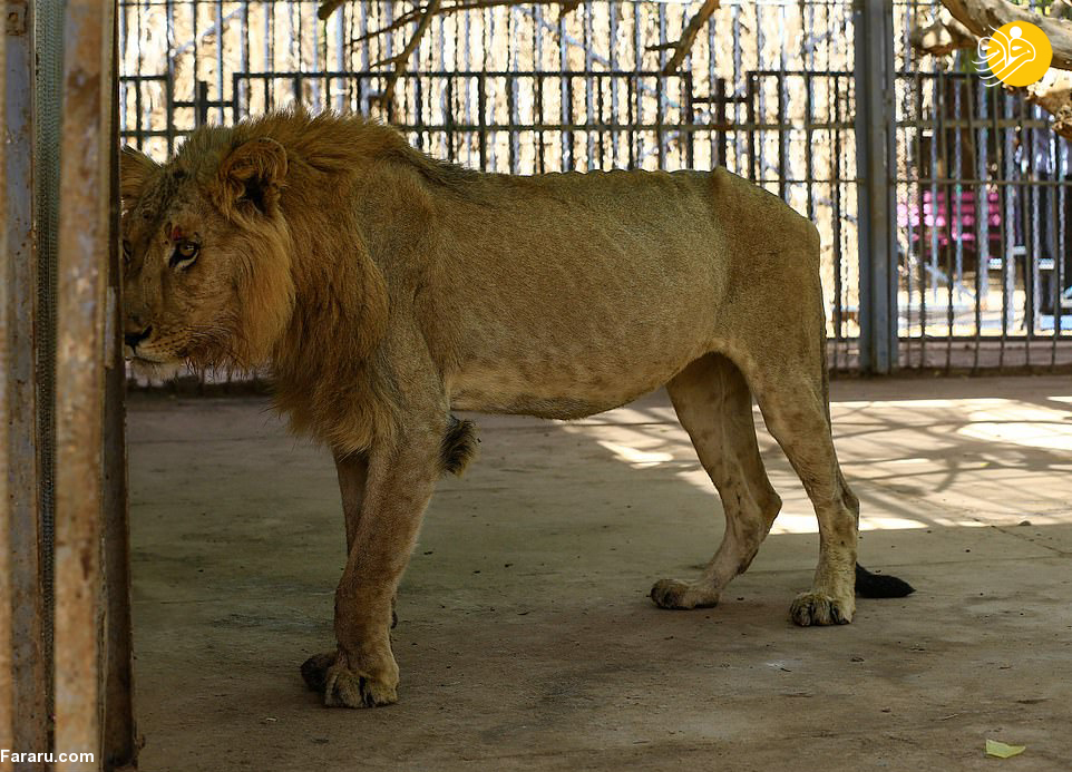 (تصاویر)