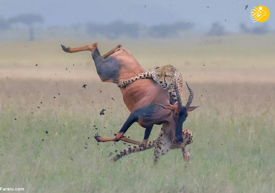 (تصاویر)