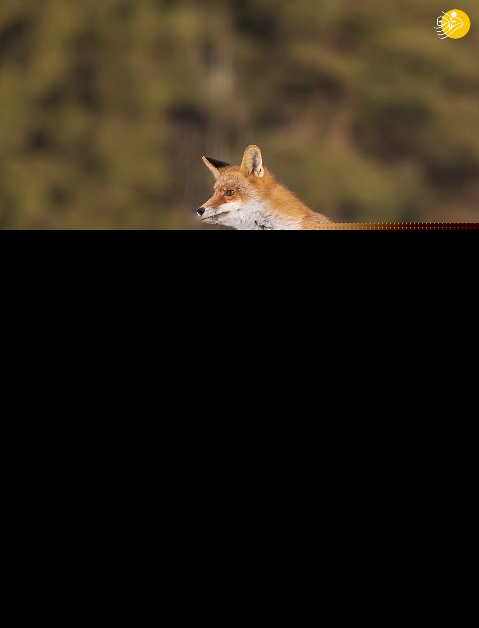 (تصاویر)