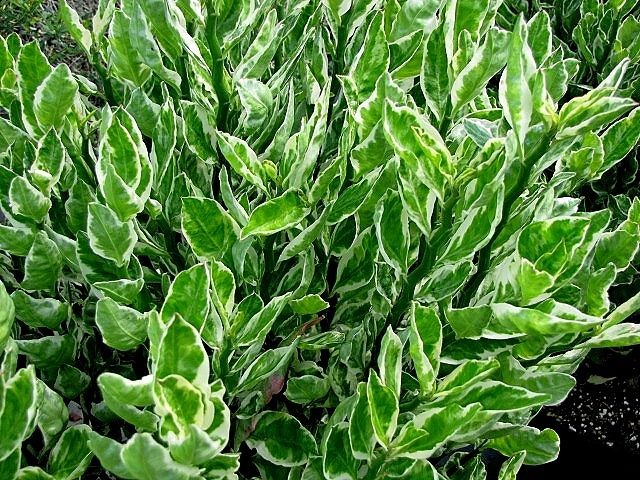 نگهداری، پرورش و تکثیر گیاه ستون فقرات شیطان یا پدیلانتوس