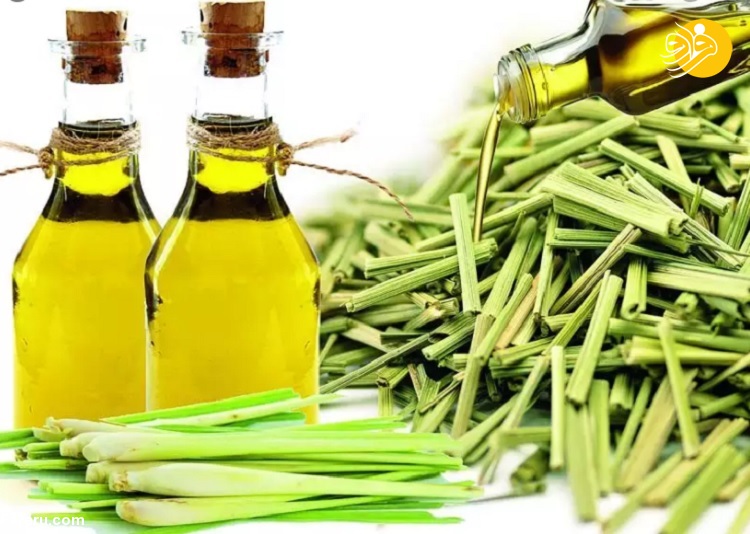 ۷ روغن اساسی برای تقویت مو ۷ روغن اساسی برای تقویت مو