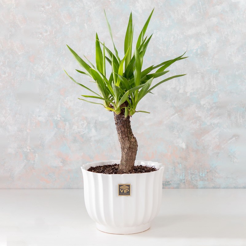 ده نمونه از بهترین گیاهانی که برای هدیه دادن مناسب هستند!