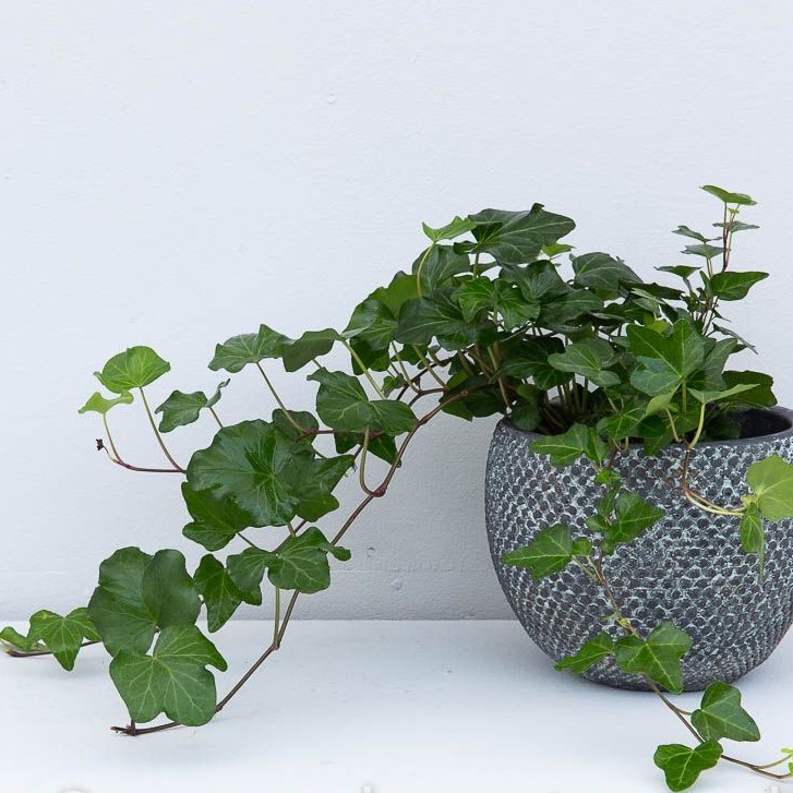 دو پیشنهاد عالی برای نگهداری از گیاهان آپارتمانی در محیطهای کم نور دو پیشنهاد عالی برای نگهداری از گیاهان آپارتمانی در محیطهای کم نور