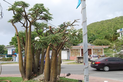 نکاتی برای پرورش و نگهداری از گیاه نخل ماداگاسکار