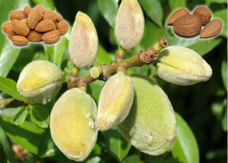 میوه بادام و روغن آن روغن بادام و خواص شگفت انگیز آن