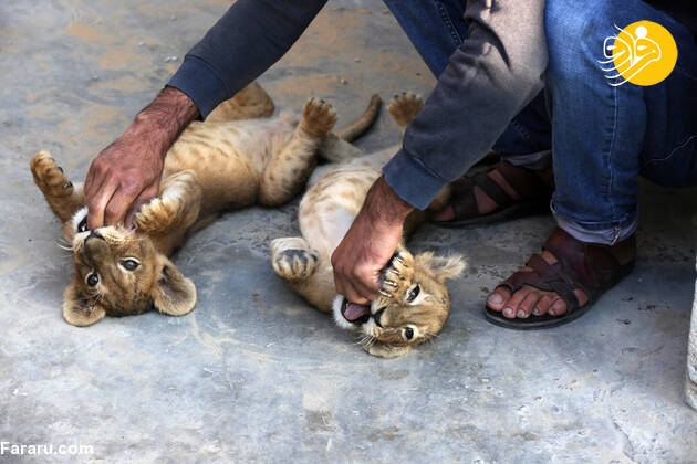 (تصاویر)
