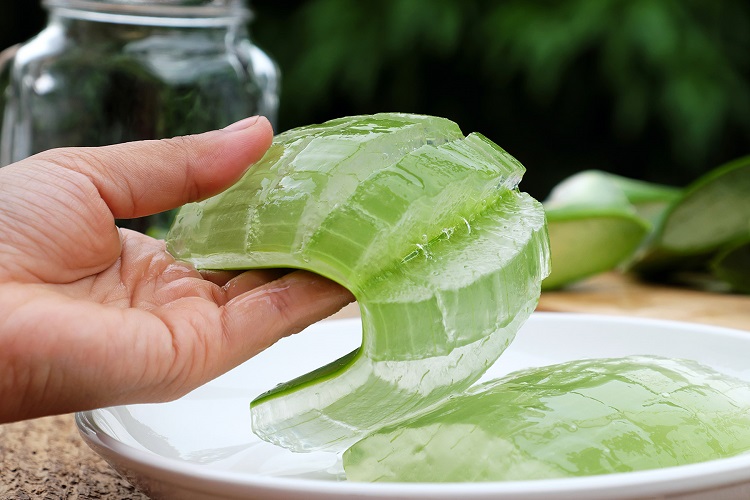 خواص آلوئه ورا برای موها آلوئه ورا؛ گیاهی با خواص شگفت انگیز برای سلامت و زیبایی