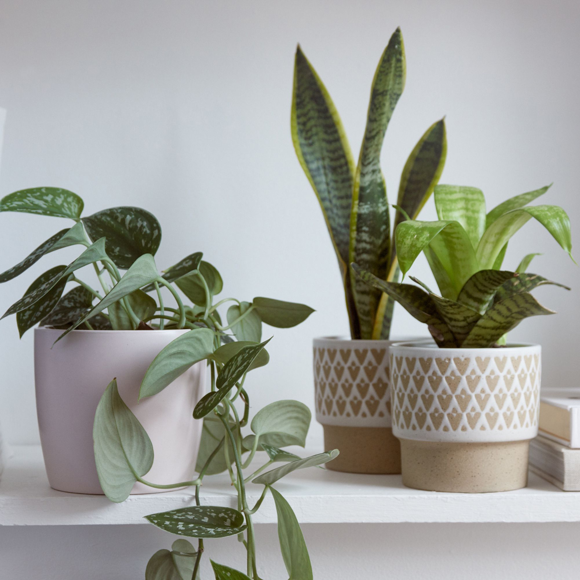 10 گلدان ارزان آپارتمانی برای زیبایی دکوراسیون منزل