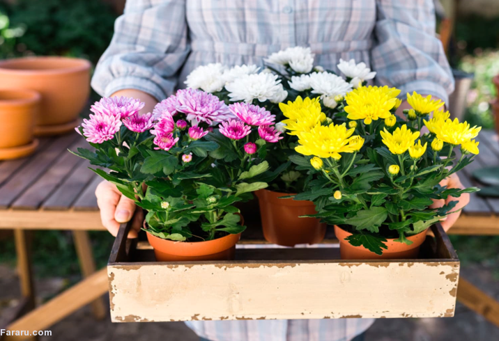 روش نگهداری از گیاه داودی