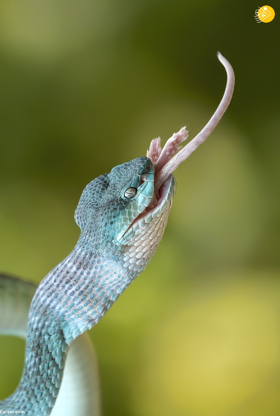 (تصاویر)