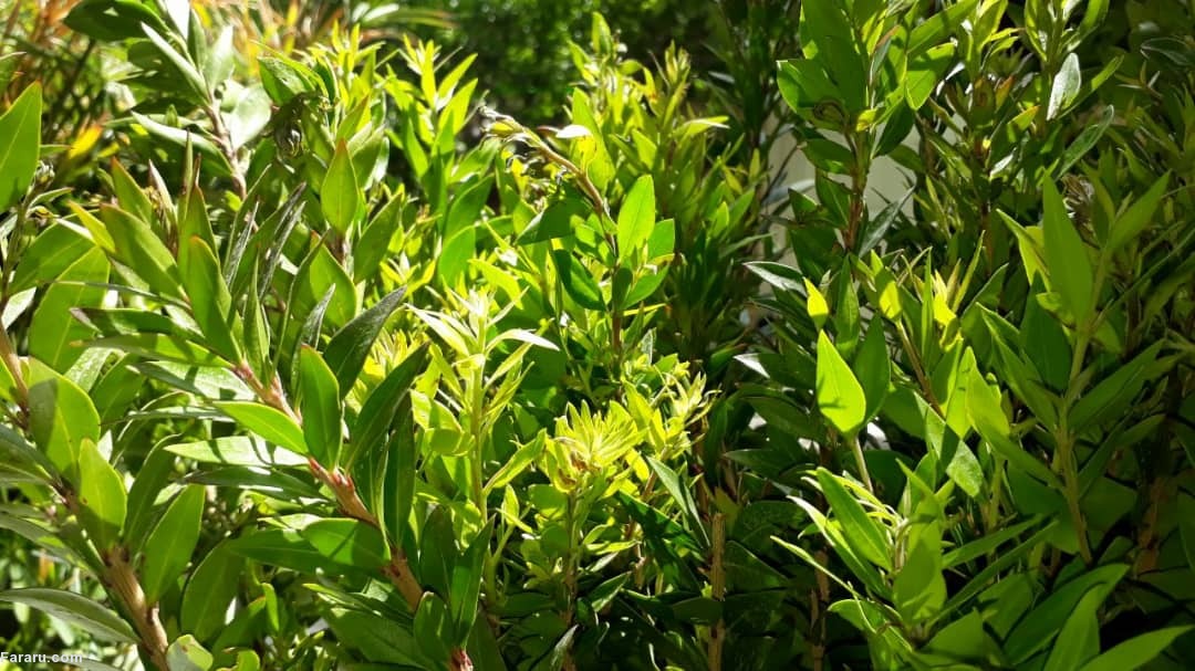 عوارض مصرف مورد