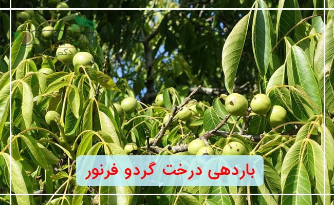 بهترین نهال گردو زود بازده چه رقمی می باشد: