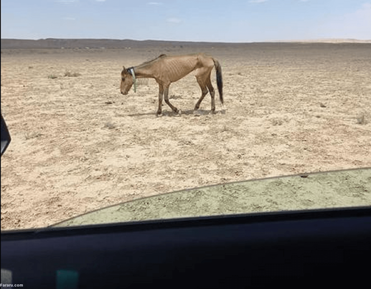 (عکس)
