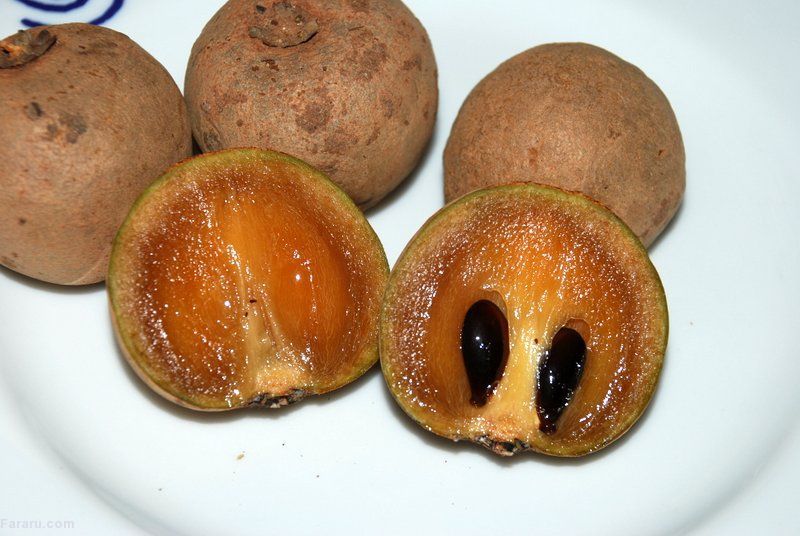ساپودیلا