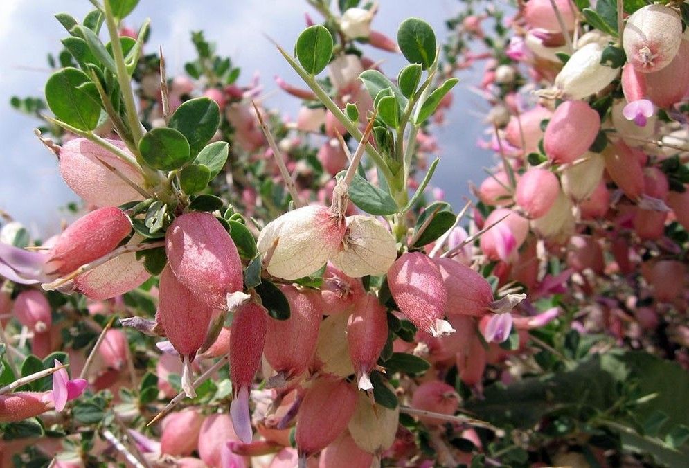 شکوفه انزروت