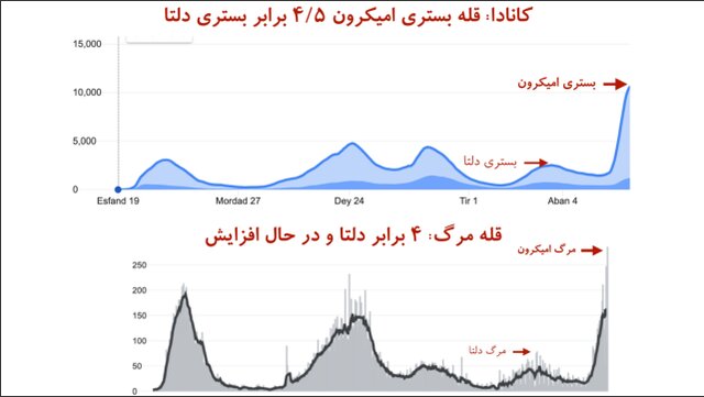 «قله مرگ» در کرونای اومیکرون بالاتر از دلتا
