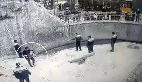(ویدئو) پرت کردن دختر سه ساله به قفس خرس توسط مادر