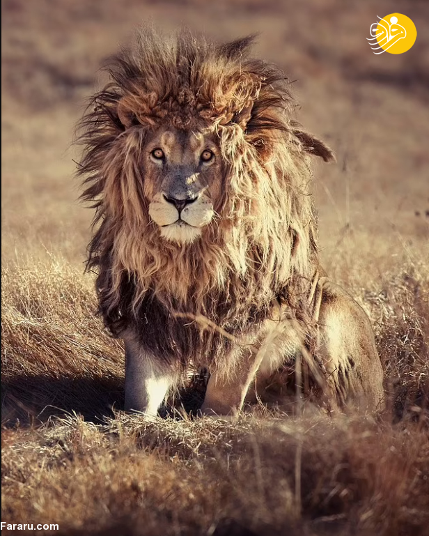 (عکس)