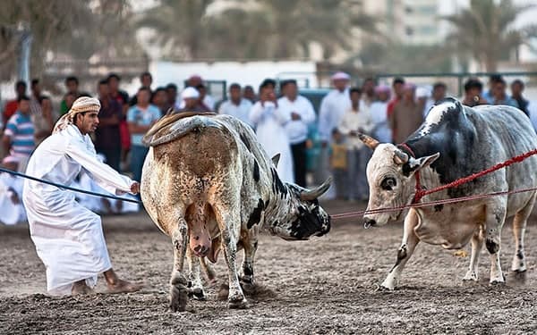 گاوبازی؛ سنتی ناشناخته در روستایی اماراتی/ گاوبازی از نوع اماراتی بدون سرنوشت تلخ برای گاوها