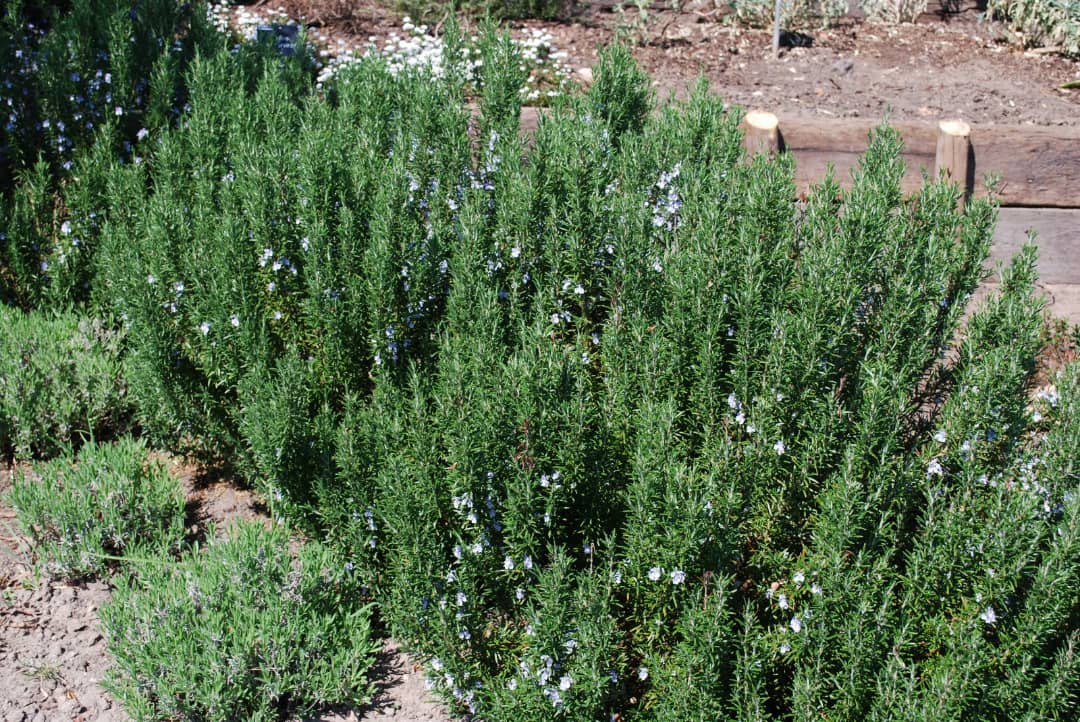 رزماری