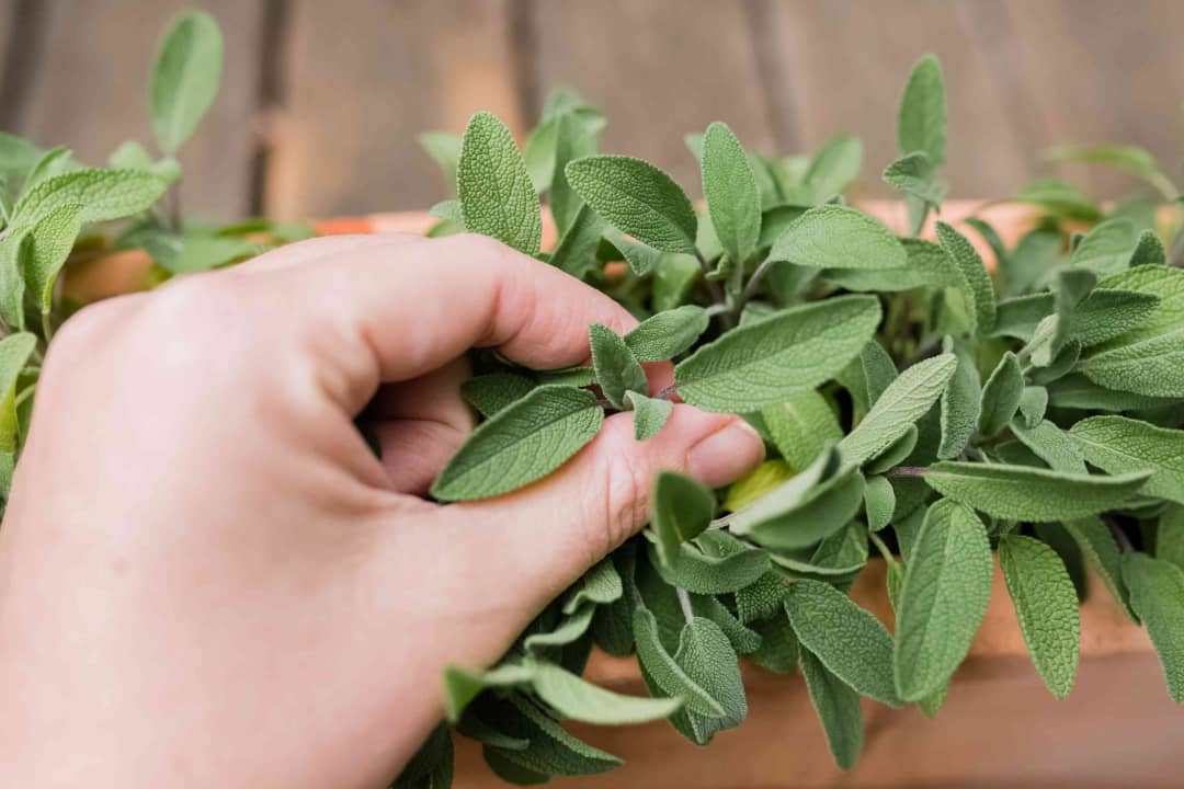 با خواص درمانی و عوارض مصرف گیاه دارویی عوارض گیاه مریم گلی