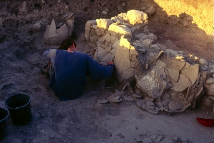 بشر از چه زمانی گندم را اهلی کرد؟