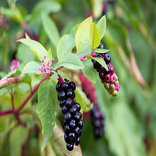پوک بری