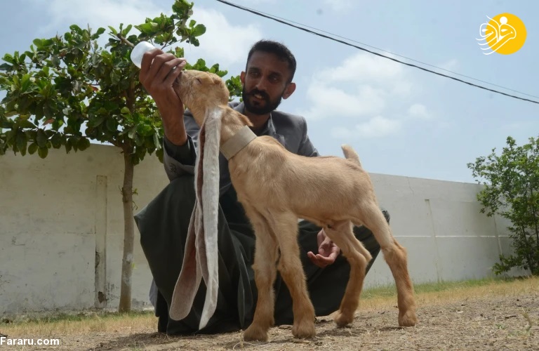 (تصاویر)