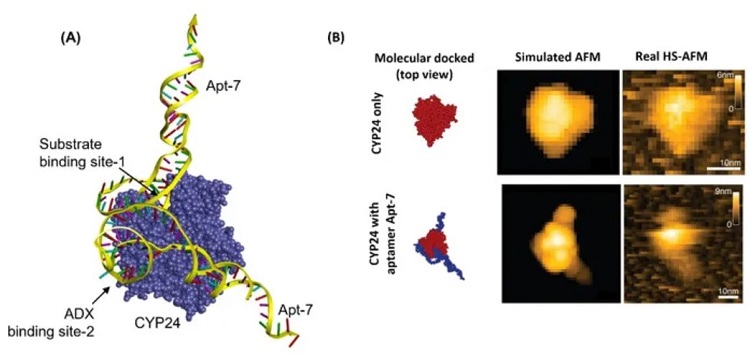 کشف یک مولکول ضد سرطانی امیدوار کننده