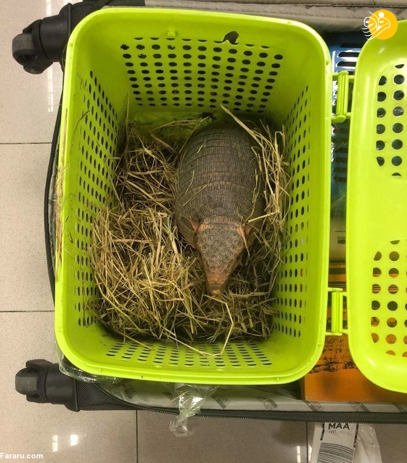 (عکس)