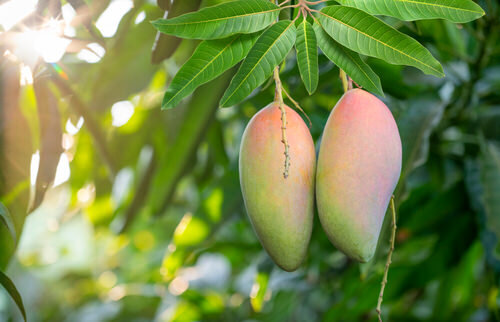 انواع انبه