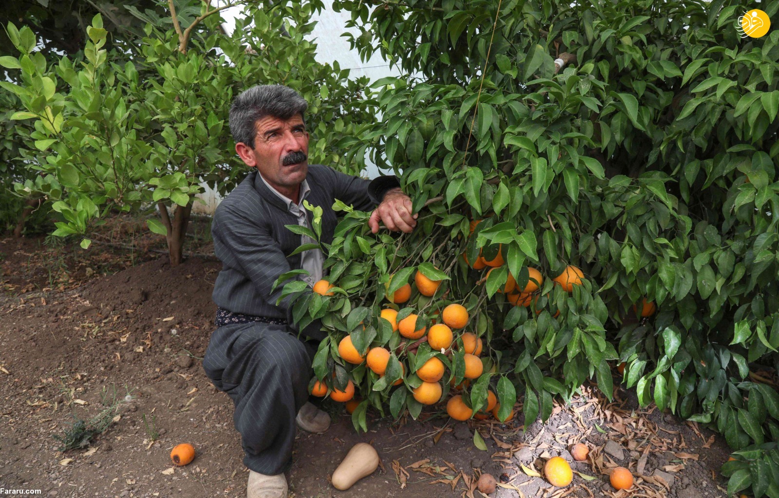 (ویدئو) (ویدئو)