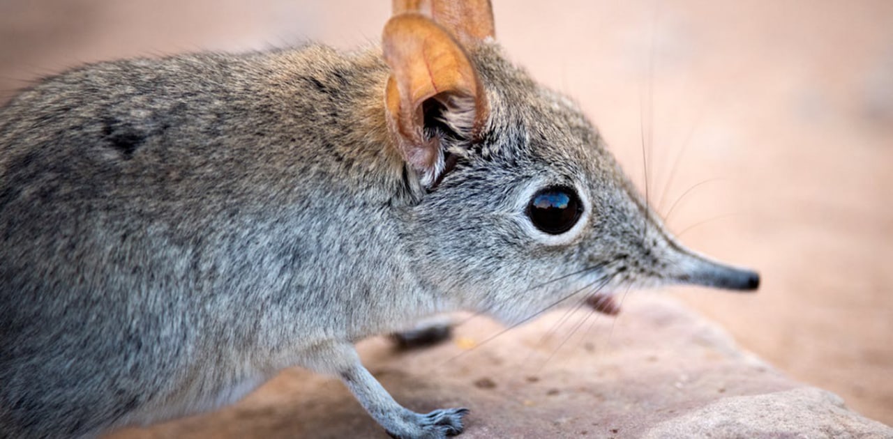 موش پوزه دار