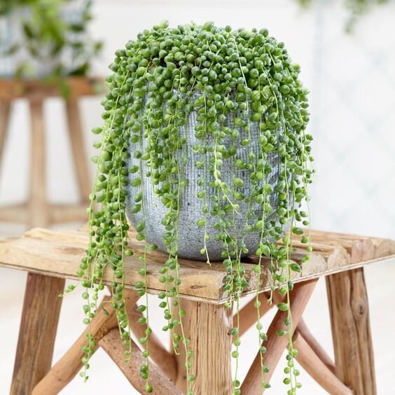 غوره ای