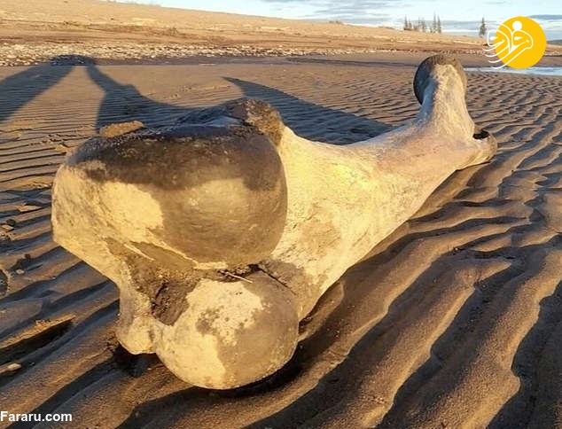 (عکس)