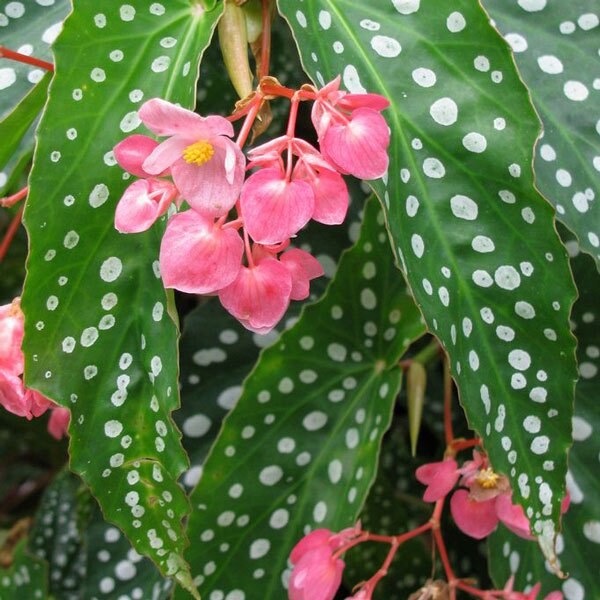 بگونیا خالدار