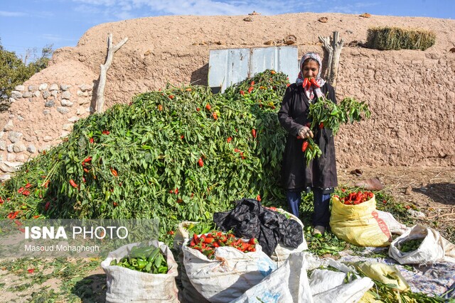(تصاویر)