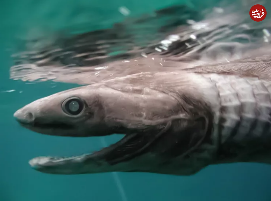 &nbsp;۱۵ مادر سخت کوش در قلمرو حیوانات