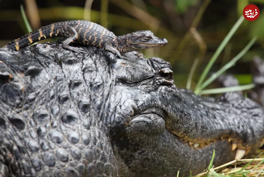 &nbsp;۱۵ مادر سخت کوش در قلمرو حیوانات