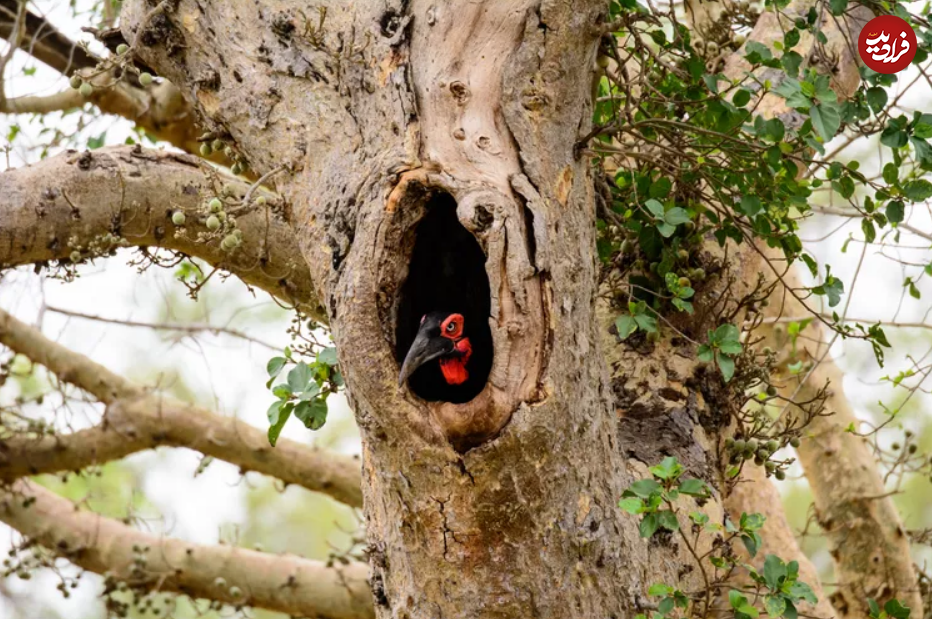 ۱۵ مادر سخت کوش در قلمرو حیوانات ۱۵ مادر سخت کوش در قلمرو حیوانات