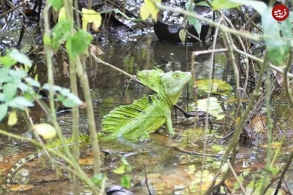 (ویدئو) جانور شگفت‌انگیزی که می‌تواند روی آب بدود